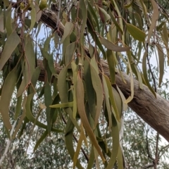 Amyema sp. at Nail Can Hill - 7 Jun 2021