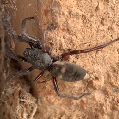 Lampona cylindrata (White-tailed Spider) at Murrumbateman, NSW - 7 Jun 2021 by SimoneC