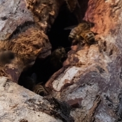 Apis mellifera (European honey bee) at Aranda Bushland - 7 Jun 2021 by Kurt