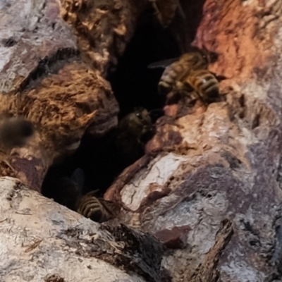 Apis mellifera (European honey bee) at Aranda, ACT - 7 Jun 2021 by Kurt