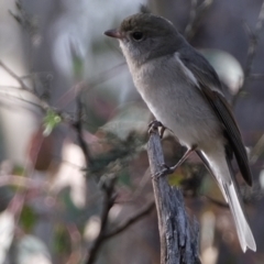 Pachycephala pectoralis (Golden Whistler) at Aranda Bushland - 7 Jun 2021 by Kurt