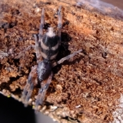 Lampona sp. (genus) (White-tailed spider) at Aranda Bushland - 7 Jun 2021 by Kurt