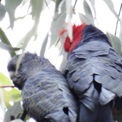 Callocephalon fimbriatum (Gang-gang Cockatoo) at Courabyra, NSW - 5 Jun 2021 by HelenCross