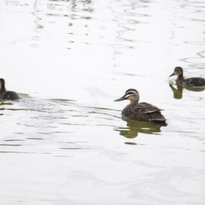 Anas superciliosa (Pacific Black Duck) at Lions Youth Haven - Westwood Farm A.C.T. - 6 Jun 2021 by HelenCross