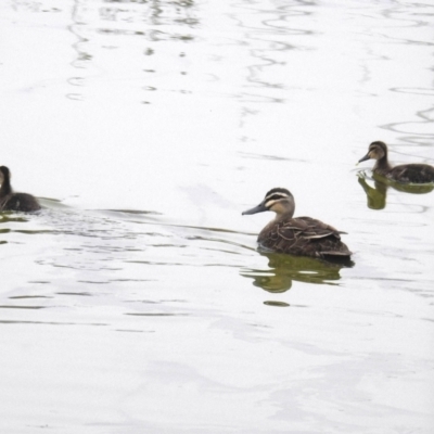 Anas superciliosa (Pacific Black Duck) at Tuggeranong DC, ACT - 6 Jun 2021 by HelenCross