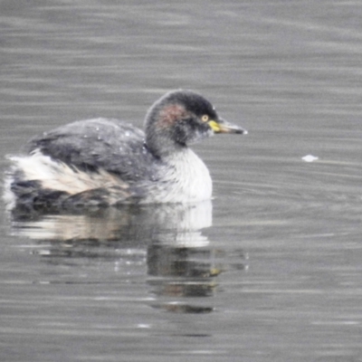 Tachybaptus novaehollandiae (Australasian Grebe) at Tuggeranong DC, ACT - 7 Jun 2021 by HelenCross