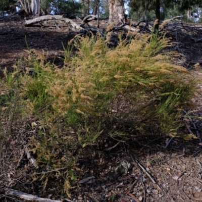 Cassinia sifton (Sifton Bush, Chinese Shrub) at Aranda Bushland - 7 Jun 2021 by Kurt