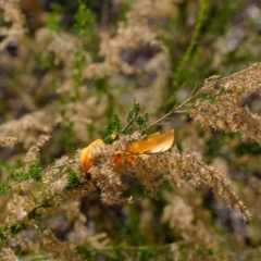 Cassinia sifton at Holt, ACT - 7 Jun 2021 01:59 PM