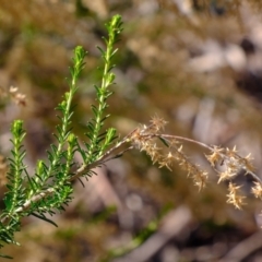 Cassinia sifton at Holt, ACT - 7 Jun 2021 01:59 PM