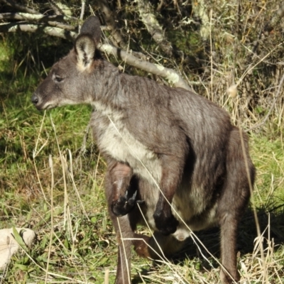 Osphranter robustus (Wallaroo) at Lions Youth Haven - Westwood Farm - 30 May 2021 by HelenCross