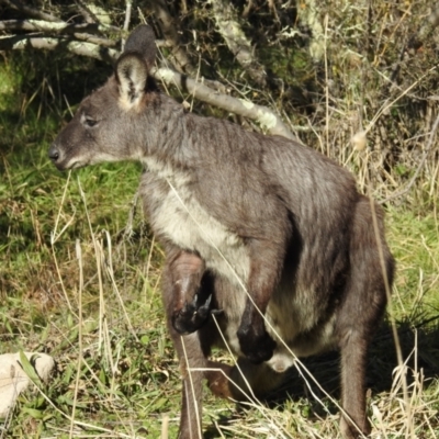 Osphranter robustus robustus (Eastern Wallaroo) at Lions Youth Haven - Westwood Farm A.C.T. - 30 May 2021 by HelenCross