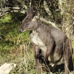 Osphranter robustus robustus at Kambah, ACT - 30 May 2021