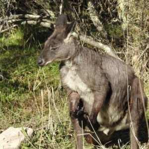 Osphranter robustus robustus at Kambah, ACT - 30 May 2021