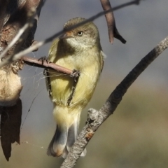 Acanthiza reguloides (Buff-rumped Thornbill) at Kambah, ACT - 30 May 2021 by HelenCross