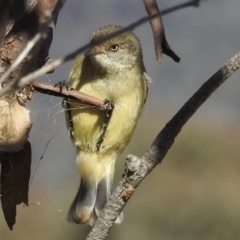 Acanthiza reguloides (Buff-rumped Thornbill) at Lions Youth Haven - Westwood Farm - 30 May 2021 by HelenCross