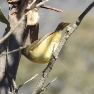 Acanthiza reguloides at Kambah, ACT - 30 May 2021 12:45 PM