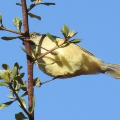 Acanthiza reguloides at Kambah, ACT - 30 May 2021