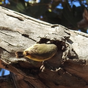 Acanthiza reguloides at Kambah, ACT - 30 May 2021 12:45 PM