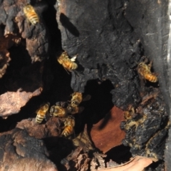 Apis mellifera (European honey bee) at Kambah, ACT - 30 May 2021 by HelenCross