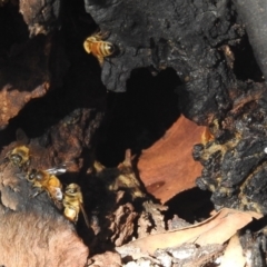 Apis mellifera at Kambah, ACT - 30 May 2021 01:18 PM