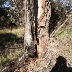 Apis mellifera at Kambah, ACT - 30 May 2021 01:18 PM