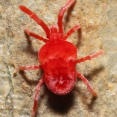 Trombidiidae sp. (family) (Red velvet mite) at Acton, ACT - 6 Jun 2021 by TimL