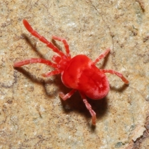 Trombidiidae (family) at Acton, ACT - 6 Jun 2021