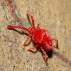 Trombidiidae (family) at Acton, ACT - 6 Jun 2021