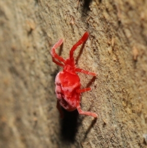 Trombidiidae (family) at Acton, ACT - 6 Jun 2021