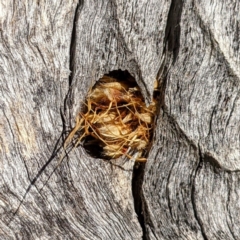 Isodontia sp. (genus) (Unidentified Grass-carrying wasp) at Bullen Range - 30 May 2021 by HelenCross