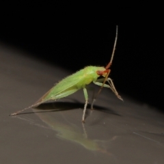 Miridae (family) (Unidentified plant bug) at ANBG - 6 Jun 2021 by TimL