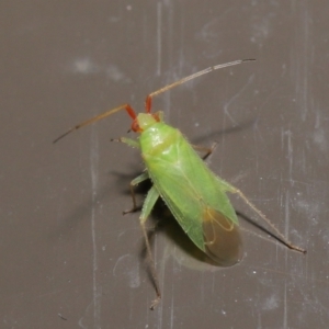 Miridae (family) at Acton, ACT - 6 Jun 2021