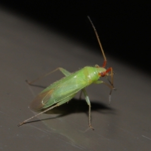 Miridae (family) at Acton, ACT - 6 Jun 2021 01:11 PM