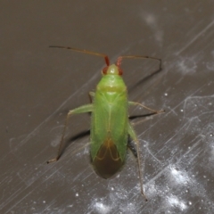 Miridae (family) at Acton, ACT - 6 Jun 2021 01:11 PM