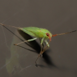 Miridae (family) at Acton, ACT - 6 Jun 2021