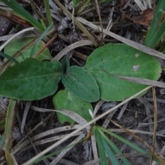 Cymbonotus sp. (preissianus or lawsonianus) (Bears Ears) at Flea Bog Flat, Bruce - 20 Mar 2021 by JanetRussell