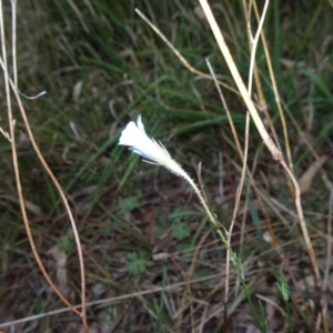 Wahlenbergia stricta subsp. stricta at Bruce, ACT - 20 Mar 2021