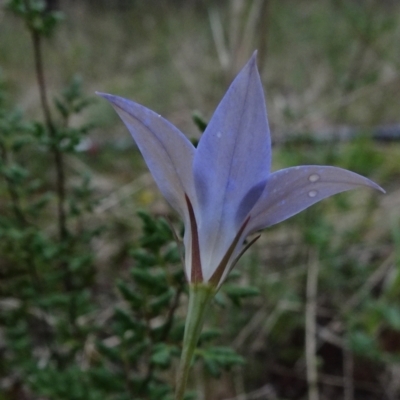 Wahlenbergia luteola (Yellowish Bluebell) at Bruce, ACT - 20 Mar 2021 by JanetRussell