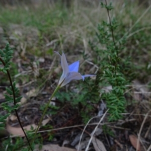 Wahlenbergia luteola at Bruce, ACT - 20 Mar 2021 03:16 PM