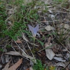 Wahlenbergia luteola at Bruce, ACT - 20 Mar 2021