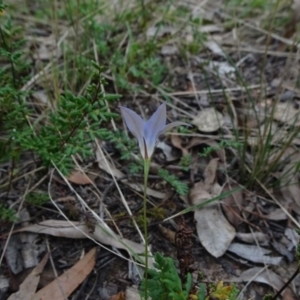 Wahlenbergia luteola at Bruce, ACT - 20 Mar 2021 03:16 PM