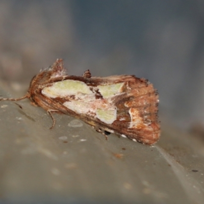 Cosmodes elegans (Green Blotched Moth) at Higgins, ACT - 4 Jun 2021 by AlisonMilton