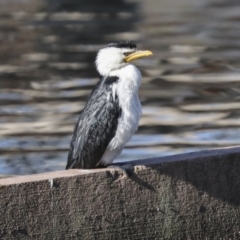 Microcarbo melanoleucos (Little Pied Cormorant) at Lyneham Wetland - 5 Jun 2021 by AlisonMilton