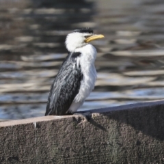 Microcarbo melanoleucos (Little Pied Cormorant) at Sullivans Creek, Lyneham South - 5 Jun 2021 by AlisonMilton