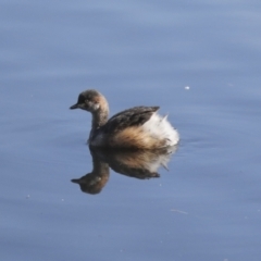 Tachybaptus novaehollandiae (Australasian Grebe) at Lyneham, ACT - 5 Jun 2021 by AlisonMilton