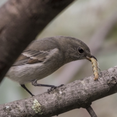 Pachycephala pectoralis (Golden Whistler) at Acton, ACT - 9 Apr 2021 by AlisonMilton