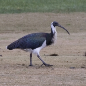 Threskiornis spinicollis at Nicholls, ACT - 4 Jun 2021