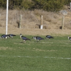 Threskiornis spinicollis (Straw-necked Ibis) at Hawker, ACT - 2 Jun 2021 by AlisonMilton