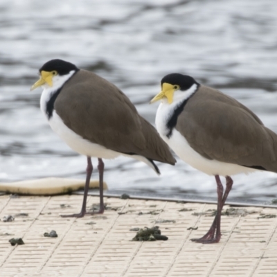 Vanellus miles (Masked Lapwing) at Belconnen, ACT - 4 Jun 2021 by AlisonMilton