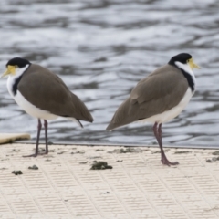 Vanellus miles at Belconnen, ACT - 4 Jun 2021 11:44 AM